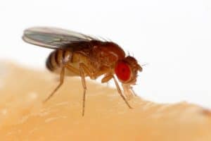 Fruit fly on a piece of fruit