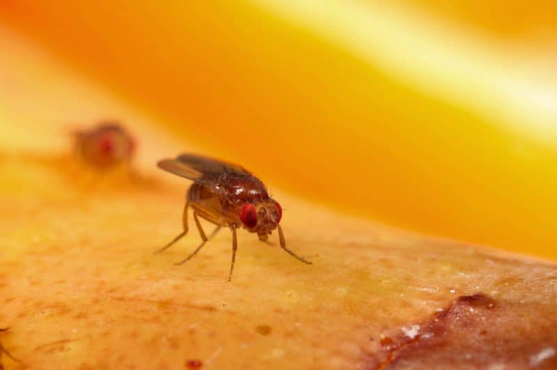 Fruit flies love fermenting fruits and vegetables