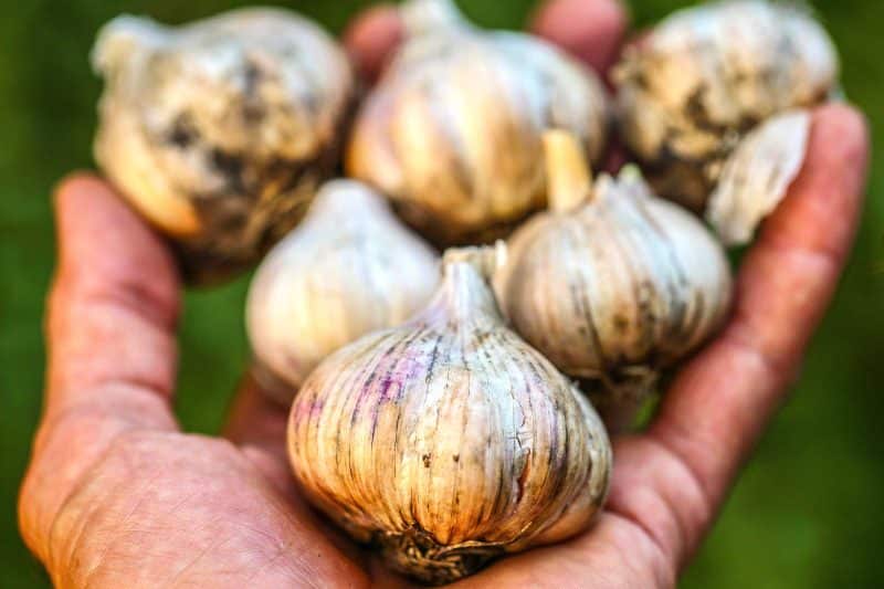 Garlic to fight mosquitoes