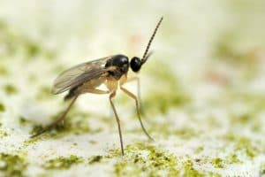Gnats in and around the house