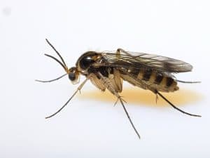 Gnats can enter your home