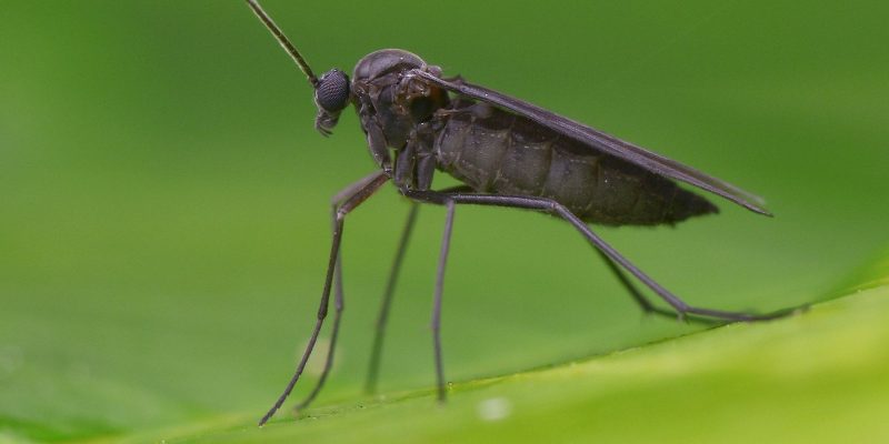 A gnat in the garden