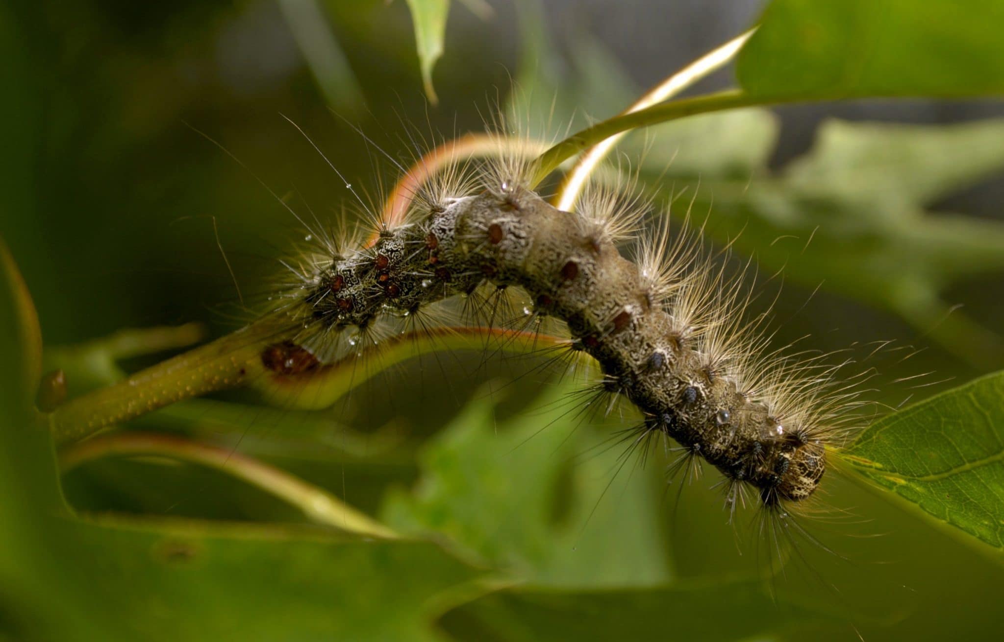 Hairy caterpillar on a plant Mosquito Repellent Insider Discover