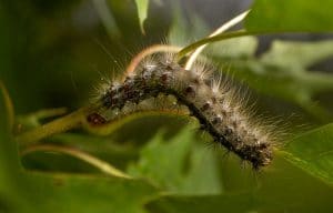 Hairy caterpillar on a plant