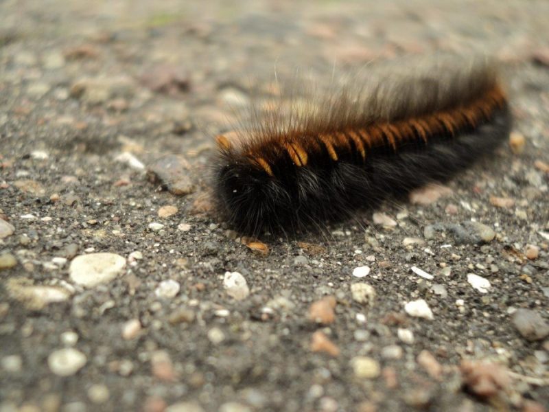 A hairy caterpillar on the move