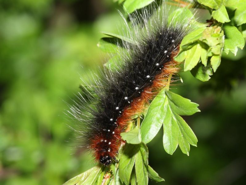 Garden tiger caterpillar in the garden