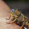 Biting flies can cause harm to animals and humans