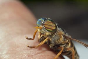 Biting flies can cause harm to animals and humans