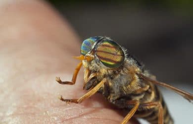 Biting flies can cause harm to animals and humans