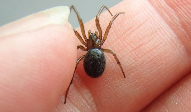 House spider on a woman's hand