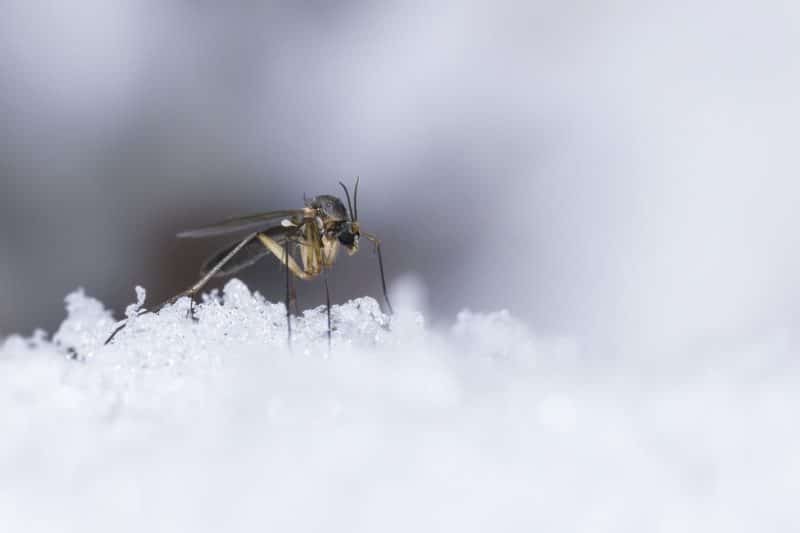 Mosquito on snow