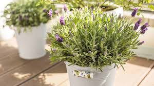 Aromatic enough to repel mosquitoes