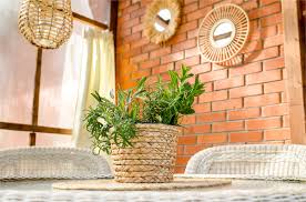 Indoor mosquito repellent plants can decorate and prevent bites