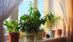Indoor mosquito repellent plants