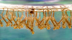 Wrigglers or mosquito larvae in water