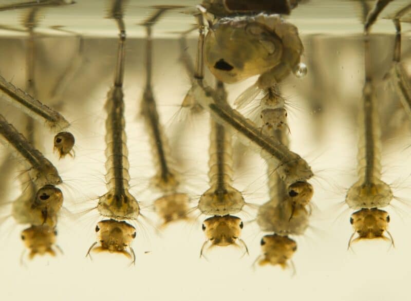 Wrigglers or mosquito larvae in stagnant water