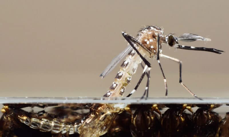 Mosquito on water with wrigglers