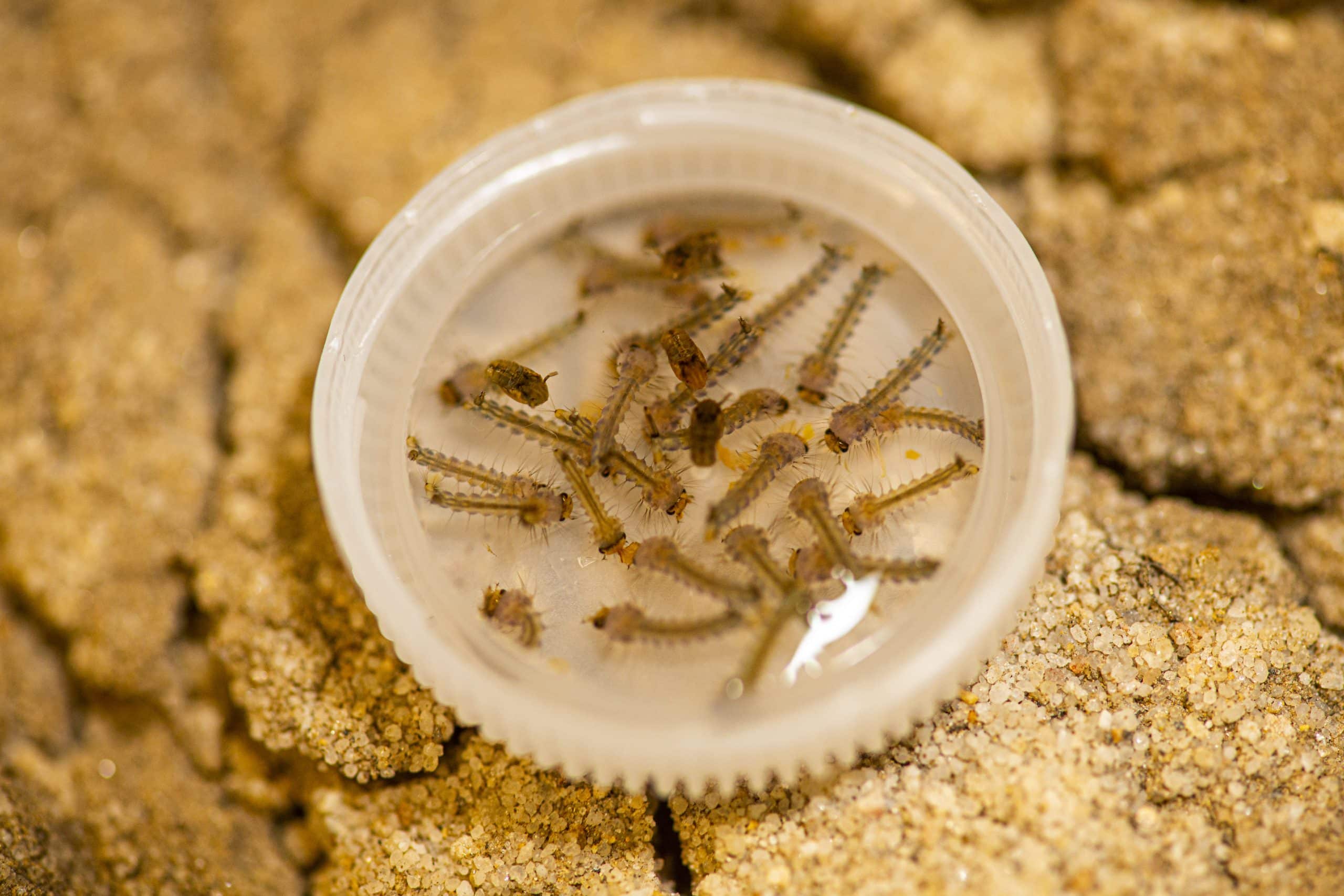 Mosquito larvae in stagnant water in a bottle cap