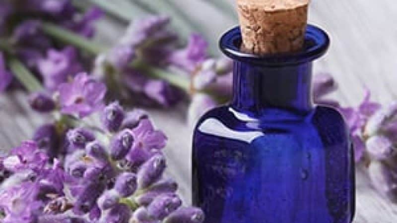 Lavender as an ingredient for natural mosquito repellents