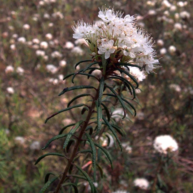 Ledumpalustre is a homeopathic remedy