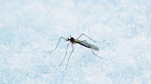 There are still mosquito activities in winter