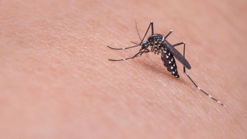 Female mosquito transmitting mosquito-borne diseases