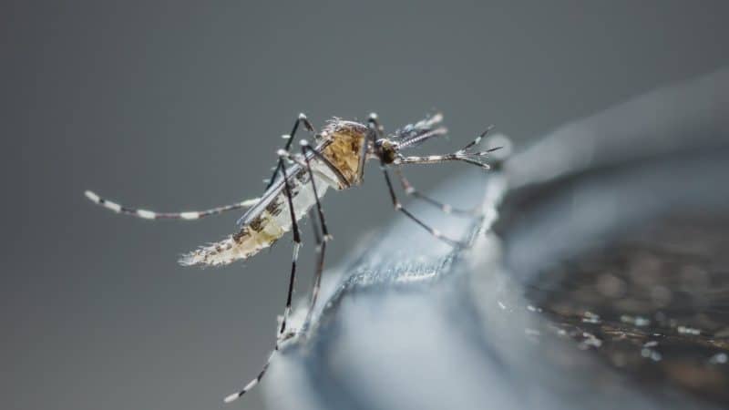 Mosquito bite prevention is vital even when it's cold