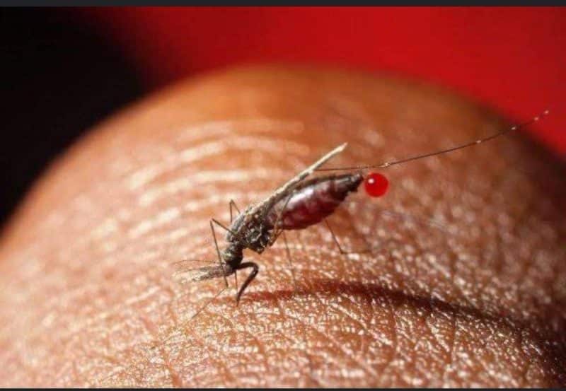 Female malaria mosquitoes like this one have blood meals