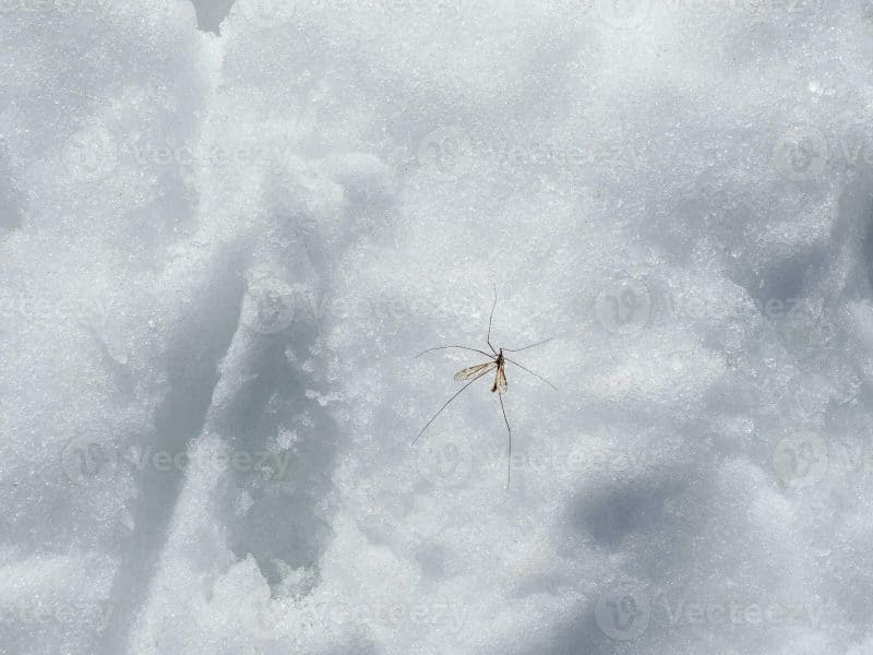 Mosquito activity in the snow