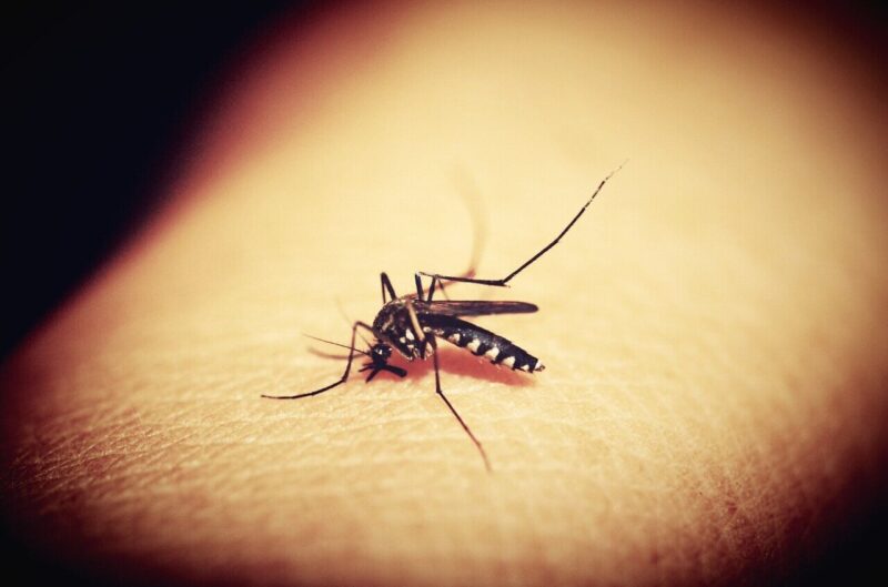 Female mosquito feeding on skin that does not have plant-based repellent