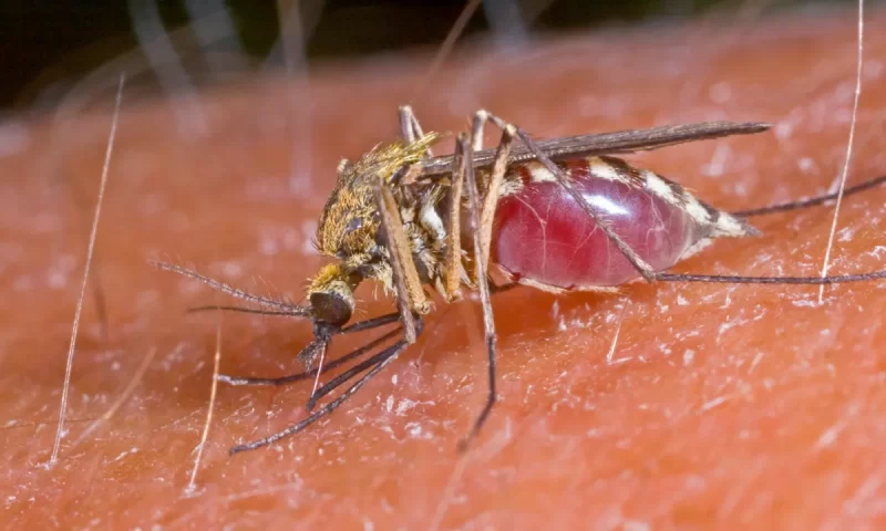 Malaria-carrying mosquito having a blood meal