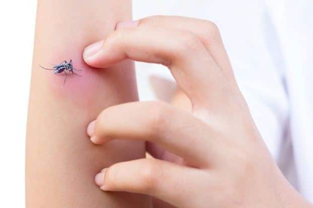 Saliva in the bites cause itchiness