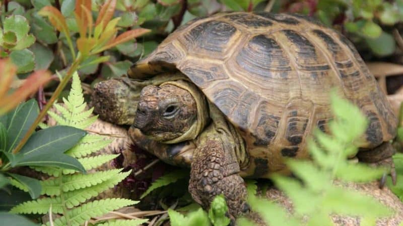 Studies show that many aquatic turtles eat mosquitoes