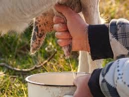 Never consume raw milk to prevent Rift Valley Fever