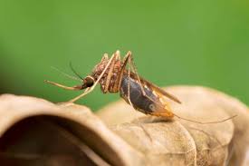 Make mosquito on a dead leaf