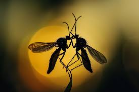 Mosquito mating can help prevent malaria