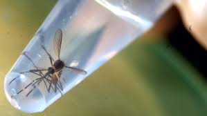 Toxic male mosquito