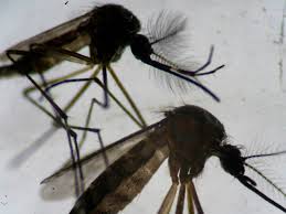 Genetically engineered male and wild female mosquitoes