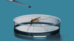 Genetically engineered male mosquito