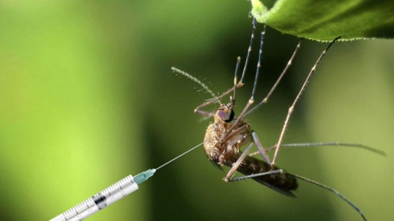 Genetically engineered male mosquitoes could make a difference