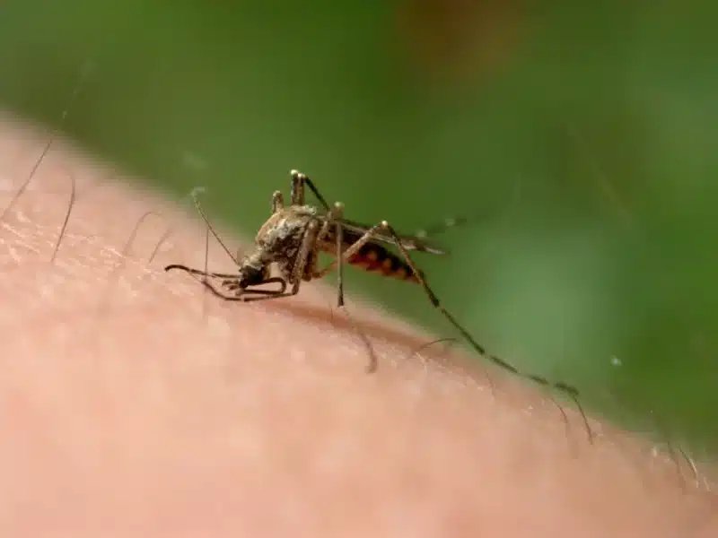 Mosquito carrying urban malaria 