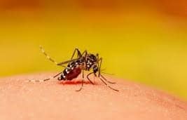 Female mosquito having a blood meal