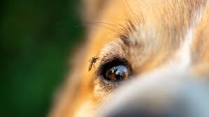 Dog-friendly mosquito repellents can protect your furkid