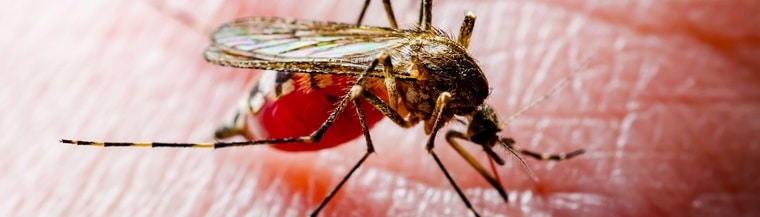 Bite-free areas can prevent bites and allergic reactions to them