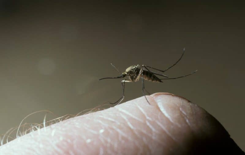 Global warming increases the number of mosquitoes in Scotland