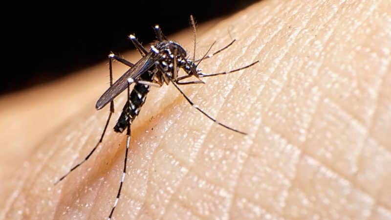 Infected mosquito having a blood meal