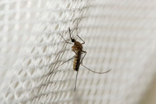 Mosquito on a net