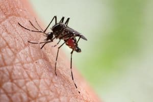 A mosquito feeding