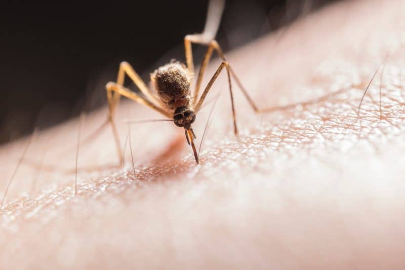Female mosquito feeding
