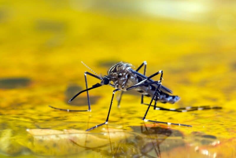Different mosquitoes, different illnesses